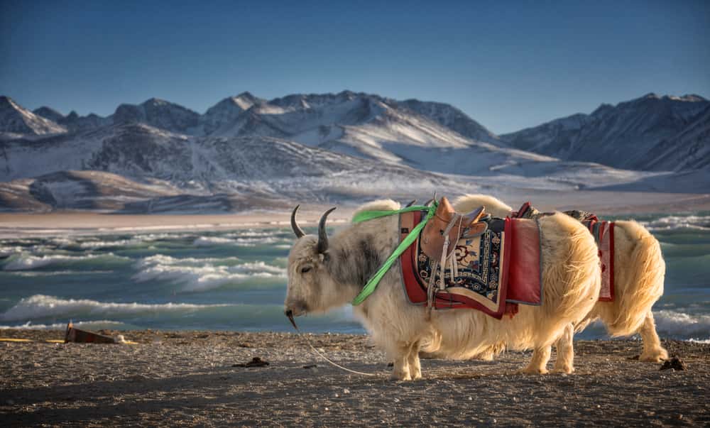 top-5-unique-reasons-to-explore-tibet-and-have-a-great-experience